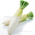 fresh china white radish